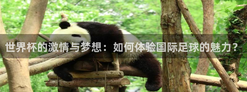 世界杯决赛直播：世界杯的激情与梦想：如何体验国际足球的魅力？
